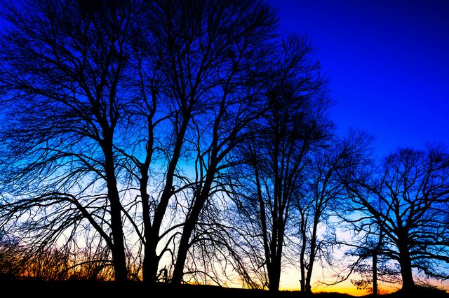 Photograph of a sunrise through trees